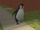 Penguin in Summer