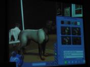 The Sims 2 Pets (PC)