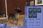 The Sims Pets Stories