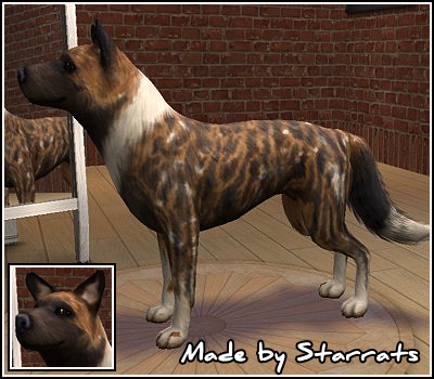 African Wild Dog Preview