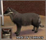 Pet Raccoon Preview