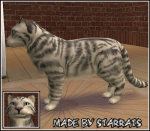 Pet White Tiger Preview