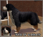 Bernese Mountain Dog Preview