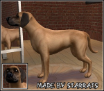 Rhodesian Ridgeback Preview