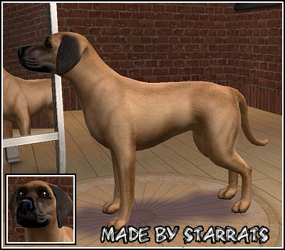 Rhodesian Ridgeback Preview