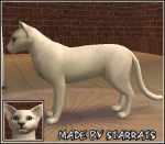 Foreign White Cat Preview