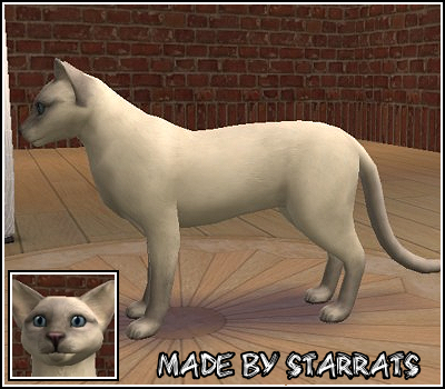 Lilac Point Siamese Cat Preview