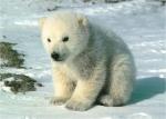 Polar Bear Preview